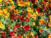 Growing nasturtium from seeds