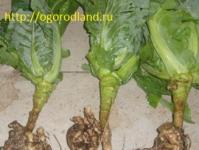 Diseases of white cabbage and how to deal with them?