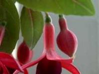 How to care for fuchsia in a pot at home