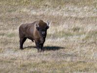 The return of the bison to the Caucasus