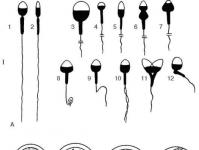 General concepts of embryology