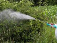 Amestecuri de pulverizare dovedite pentru plante Cum să faceți față afidelor: insecticide