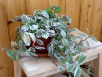 Tradescantia: îngrijire, cultivare, înmulțire la domiciliu