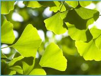 Ginkgo biloba: fotografie și descrierea unui copac ornamental, fapte interesante