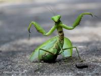 Why do you dream about a praying mantis according to dream books and interpretations of the main meanings of a dream? What does a praying mantis mean in a dream?