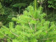 Fir - coniferous fragrant beauty White fir and high fescue are