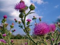 Dye Plants Dye Thistle Plante erbacee pentru exterior