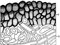 michelial-yeast dimorphism