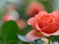 How to grow a rose in a pot at home