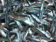Ryba anchois - korzystne właściwości