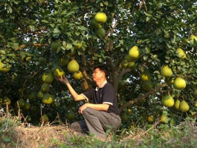 Various facts about the beneficial and harmful properties of pomelo