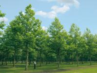Kestävä puu itämainen plataani: kuvaus, valokuva