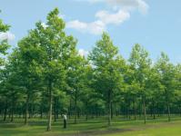 Long-lasting eastern sycamore tree: description, photo