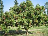 Arbore de litchi de interior din semințe