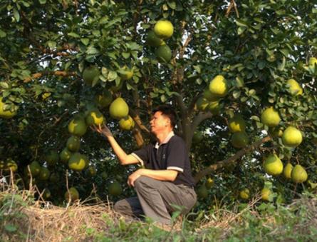 Diverse fapte despre proprietățile benefice și dăunătoare ale pomelo